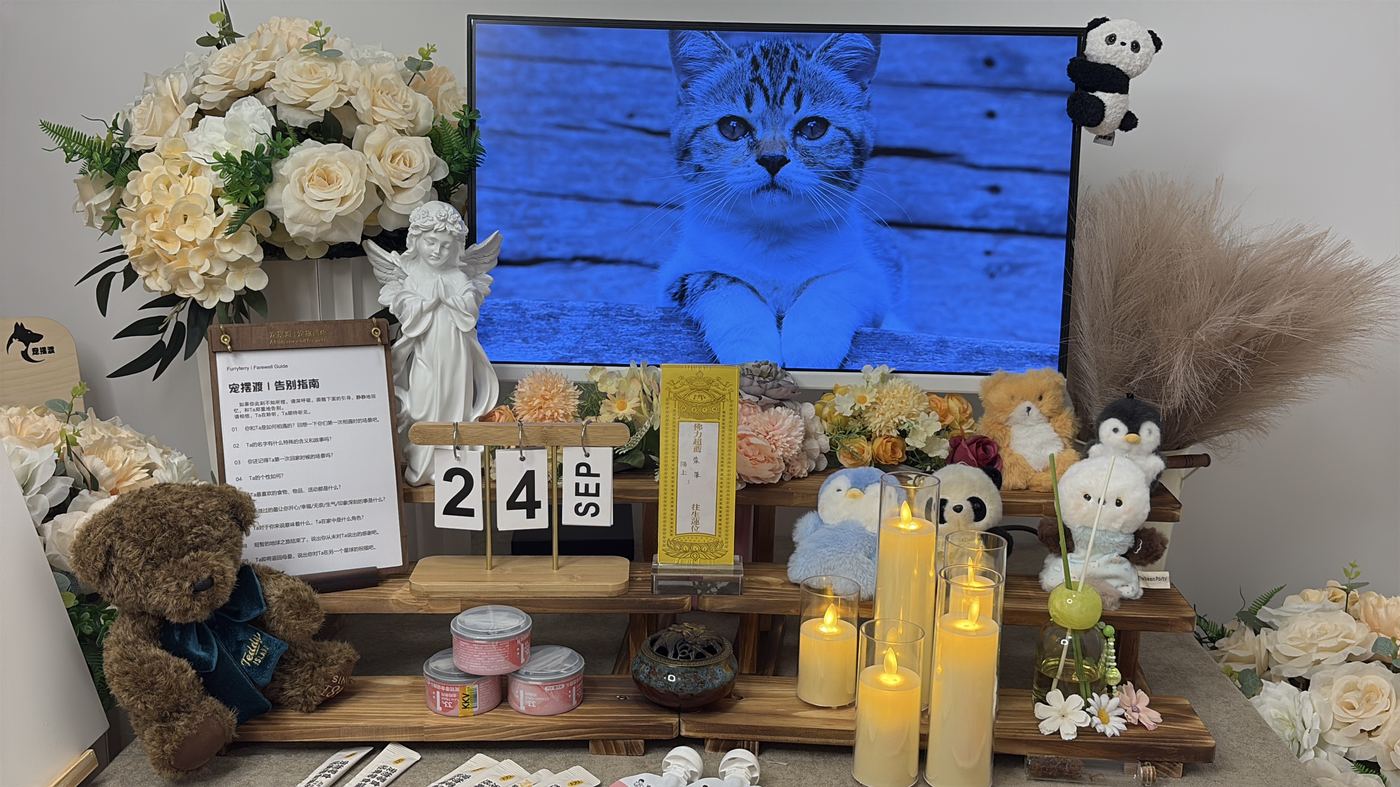 猫的告别更加安静